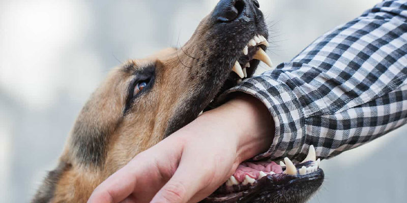 Dog Bite mans hand