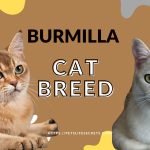 Burmilla Cat Breed