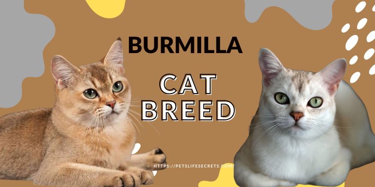 Burmilla Cat Breed