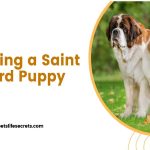 Adopting a Saint Bernard Puppy