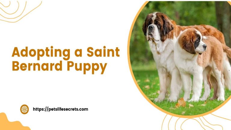 Adopting a Saint Bernard Puppy