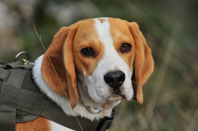 How to take care of Beagle Puppies