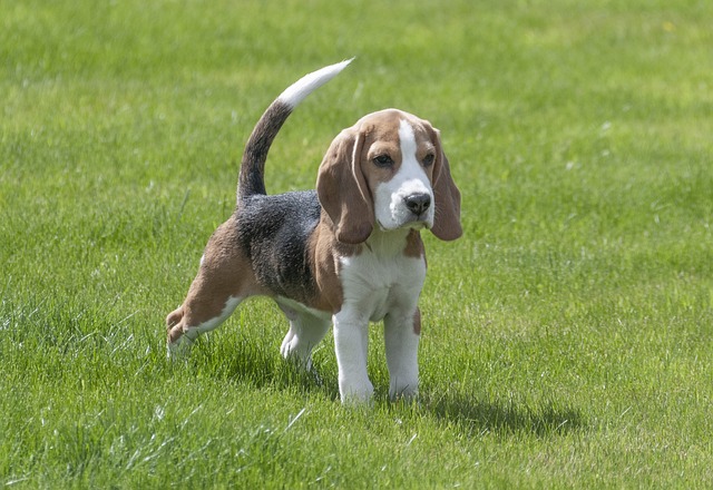 How to take care of Beagle Puppies