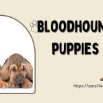 Bloodhound puppies