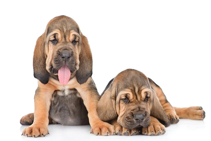 Bloodhound puppies