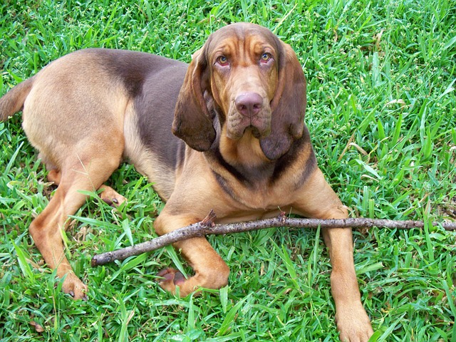 Bloodhound puppies