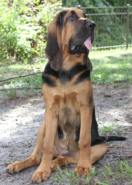 Bloodhound puppies