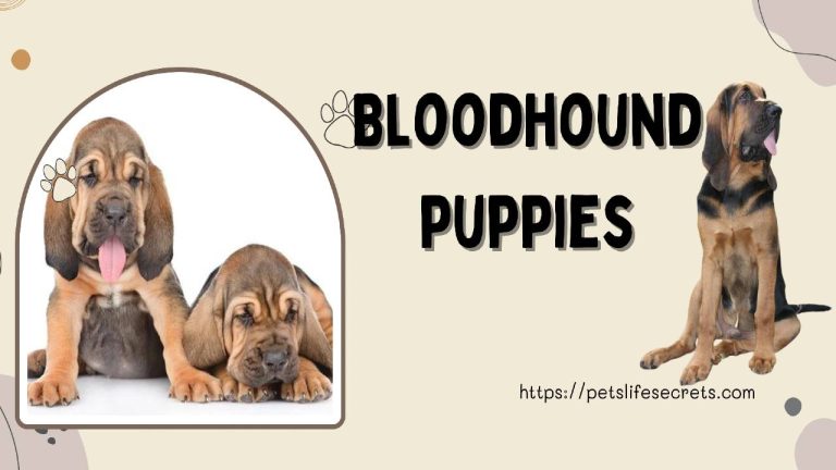 Bloodhound puppies