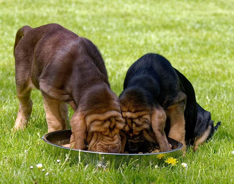 Bloodhound puppies