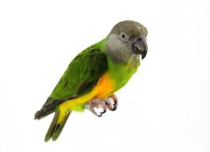 Senegal Parrot care