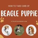 How to take care of Beagle Puppies