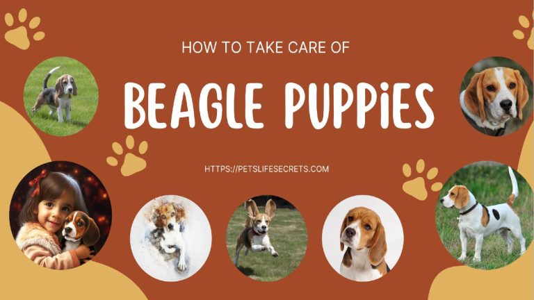 How to take care of Beagle Puppies