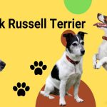 Jack Russell Terrier