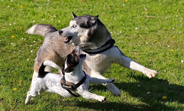 Jack Russell Terrier