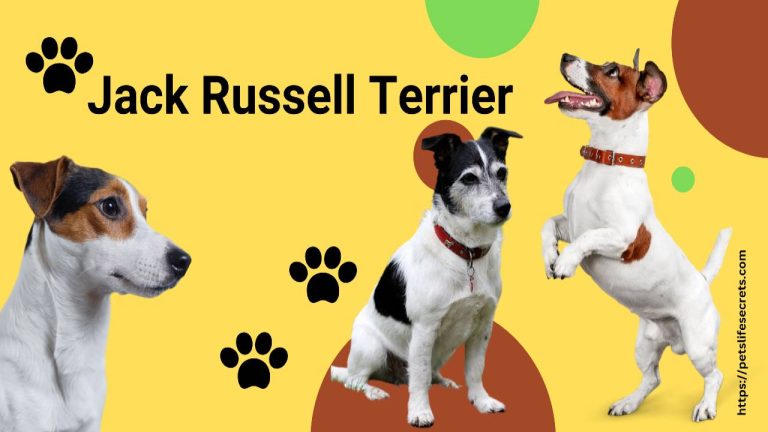 Jack Russell Terrier