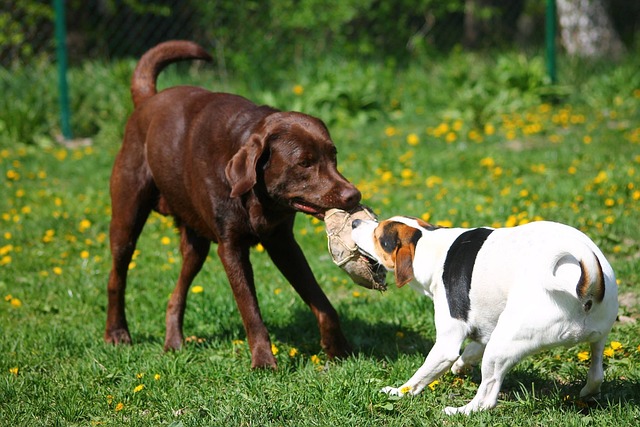 Jack Russell Terrier