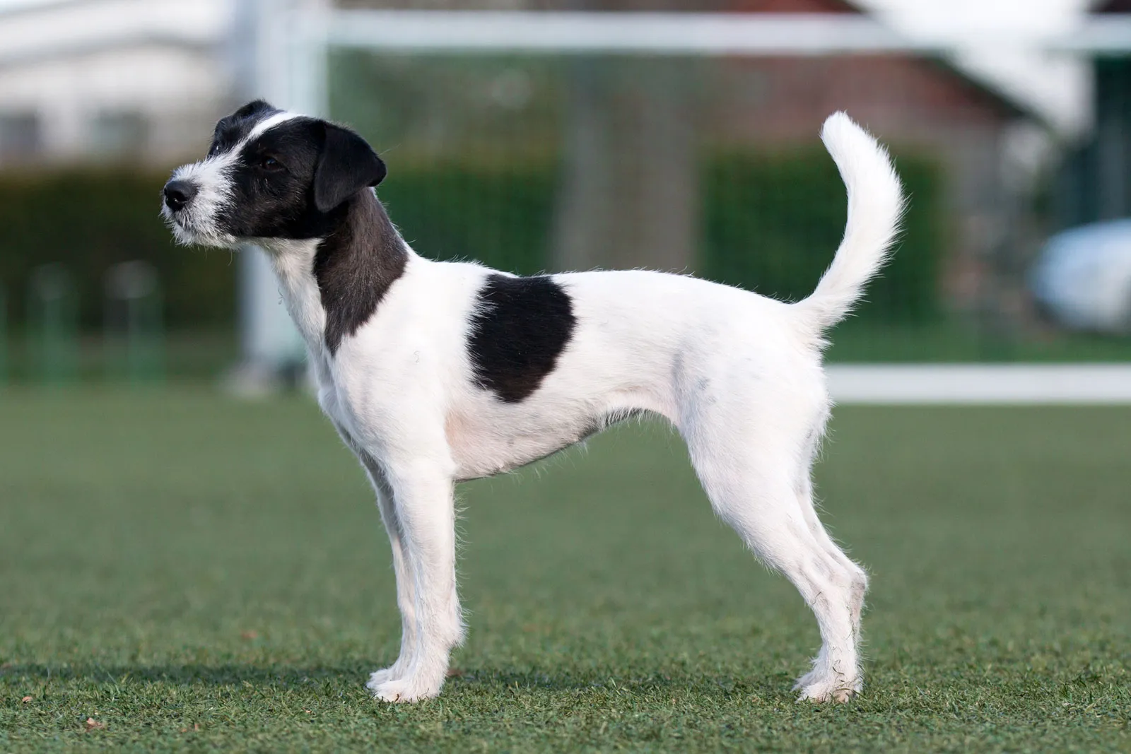 Jack Russell Terrier