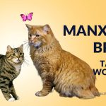 Manx Cat Breed