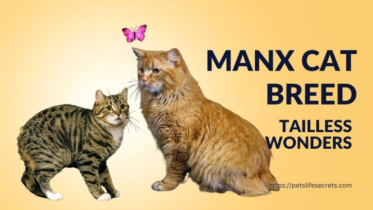 Manx Cat Breed