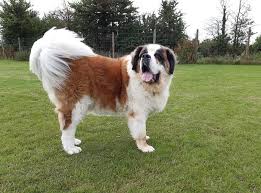 Adopting a Saint Bernard Puppy