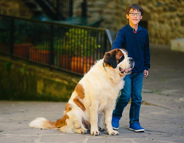 Adopting a Saint Bernard Puppy