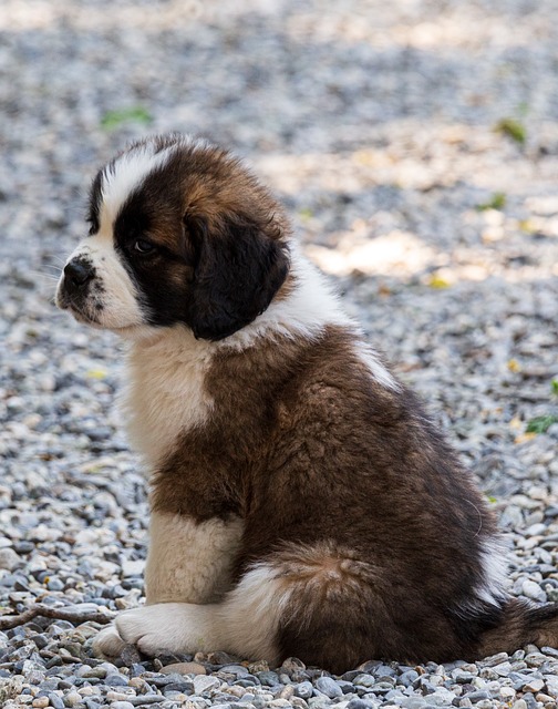 Adopting a Saint Bernard Puppy