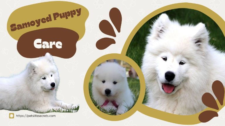 Samoyed Puppy