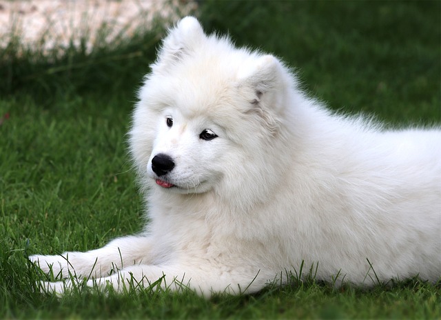 Samoyed Puppy