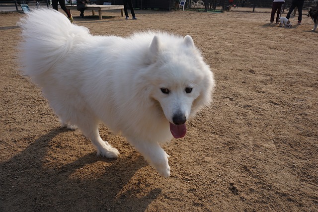 Samoyed Puppy