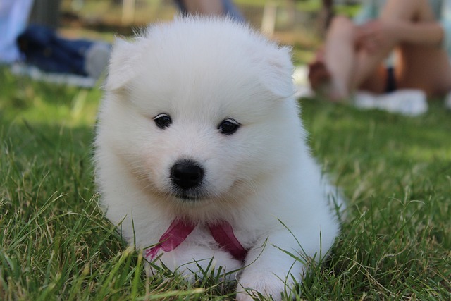 Samoyed Puppy