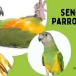 Senegal Parrot care