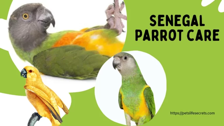 Senegal Parrot care