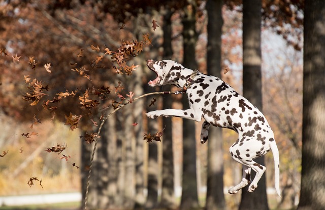 The Dalmatian Dog