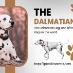 THE DALMATIAN DOG