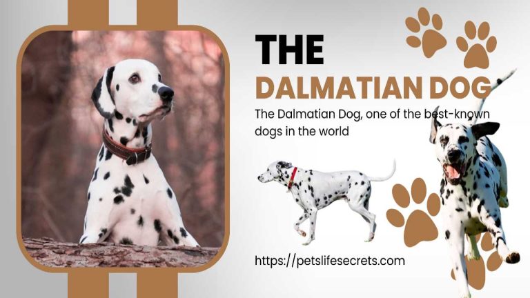 THE DALMATIAN DOG