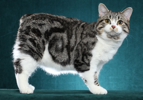 Manx Cat Breed