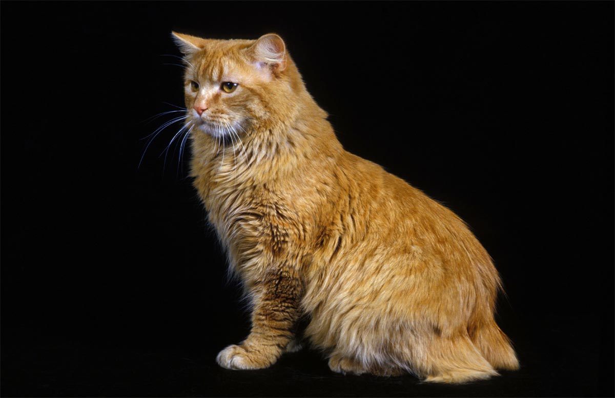 Manx Cat Breed