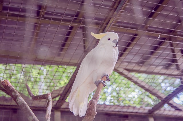 COCKATOOS