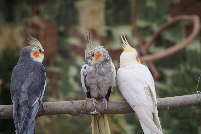 COCKATOOS