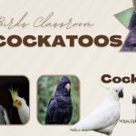 Cockatoos