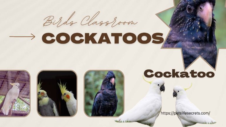 Cockatoos