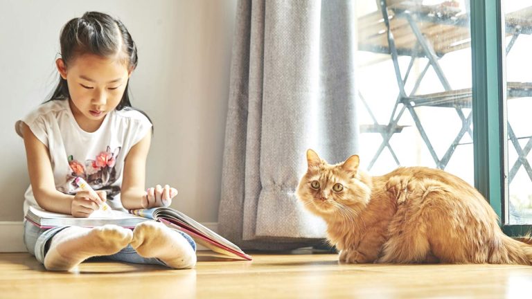 Cat Care 101: Everything You Need To Know To Be A Responsible Cat Owner