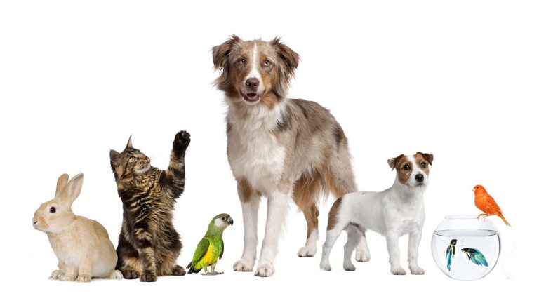 Pet Adoption: Giving A Second Chance And Finding Your Perfect Match