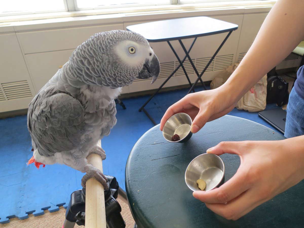 How Smart Are Parrots 2