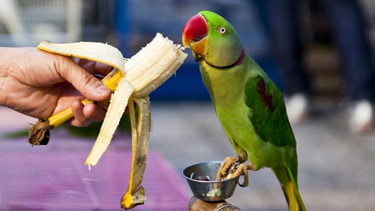 Parrot Diet 101: Nutrition And Feeding Tips For A Healthy Bird