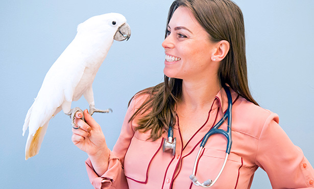 Care and Management of Pet Birds