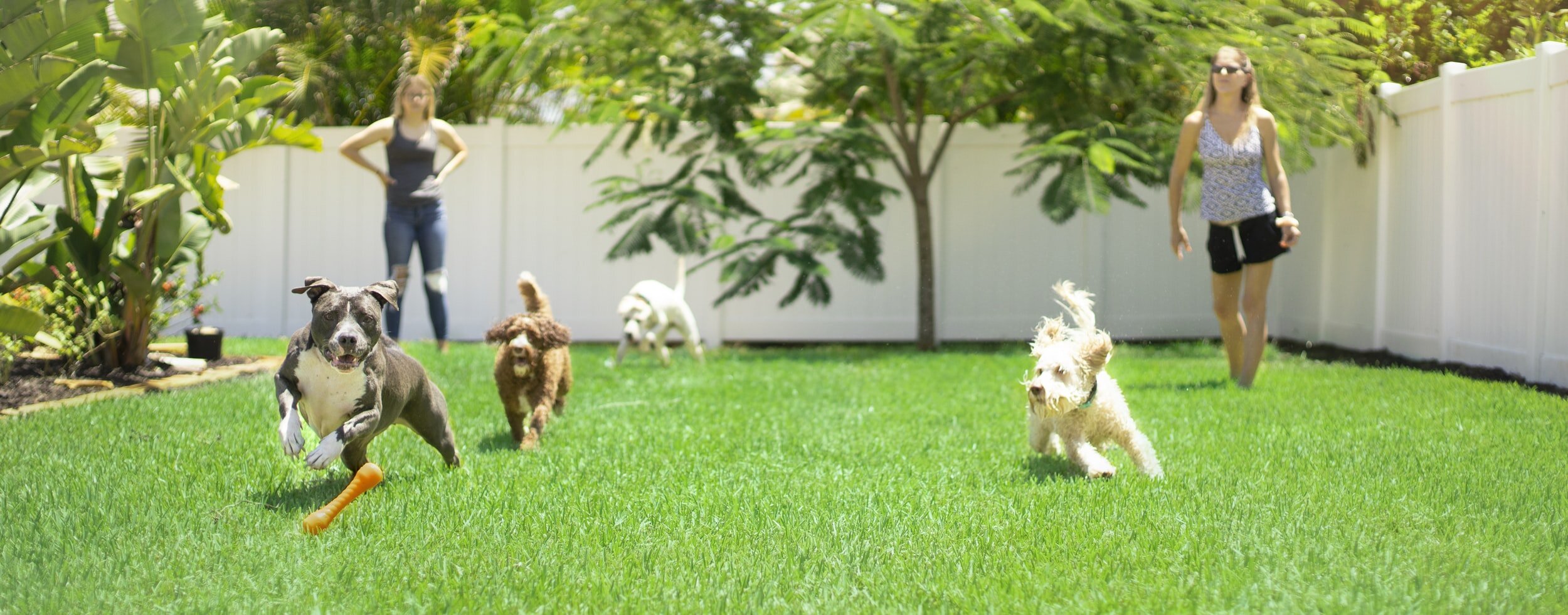 Pet Exercise and Enrichment