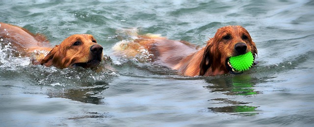 Pet Exercise and Enrichment