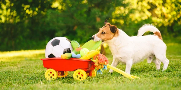 Pet Exercise and Enrichment