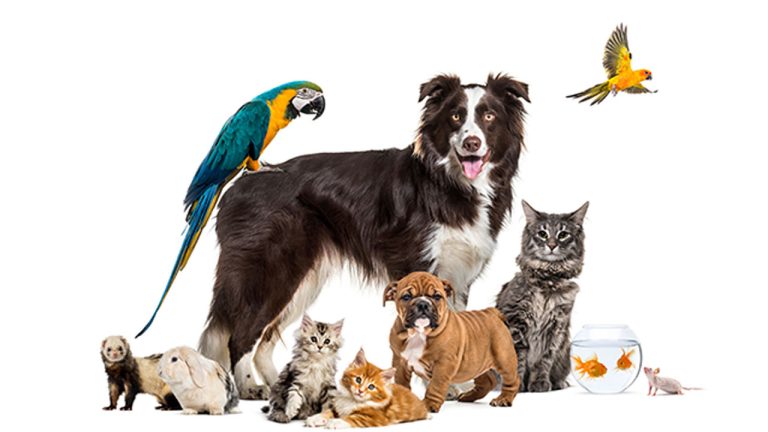 The Complete Manual For Picking The Ideal Pet For Your Family